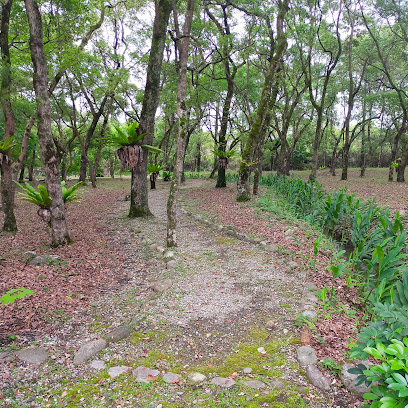南華林業園區：吉安的林業轉型與桐花慢行祕境