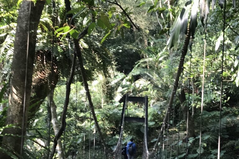 一小時內按下靜音鍵:三峽大板根森林溫泉酒店的原始雨林×美人湯療癒行