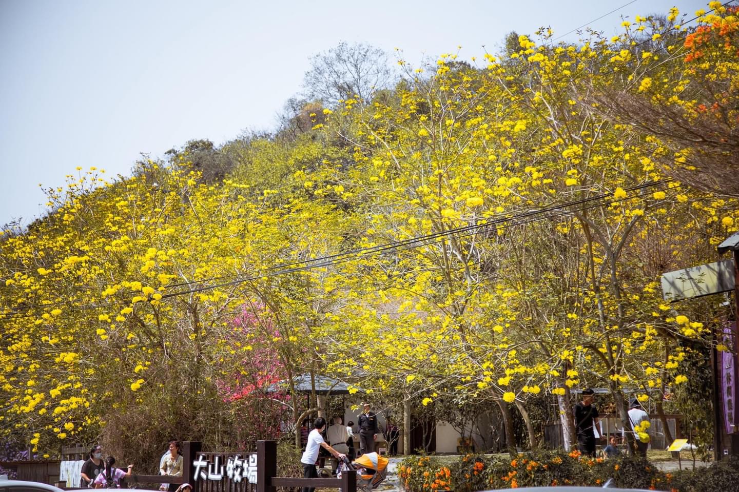 大山休閒牧場黃花風鈴木開花景觀與招牌