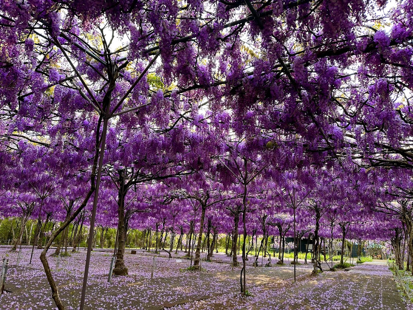 淡水紫藤花園二號水源園區盛開紫藤花廊