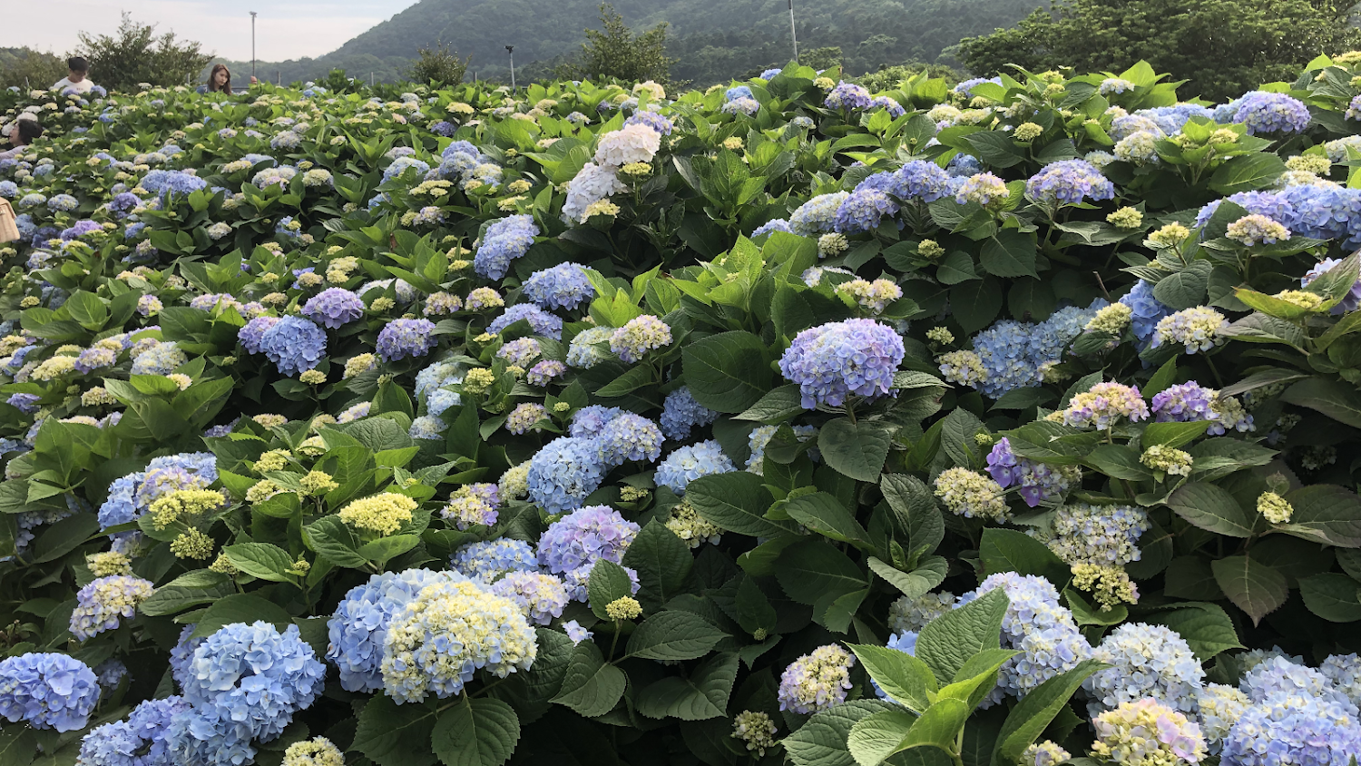 高家繡球花田水尾第二園區花田景觀