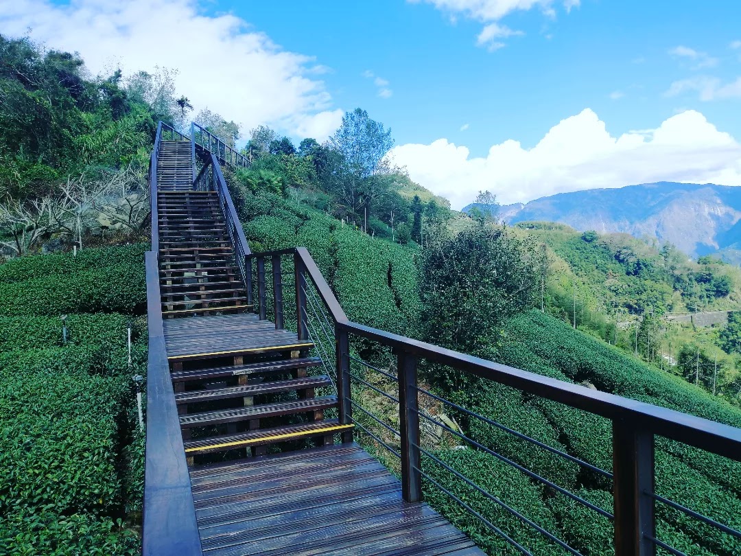 茶園步道與山景