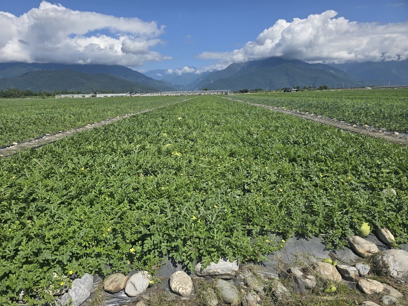 木瓜溪一帶西瓜田與山景