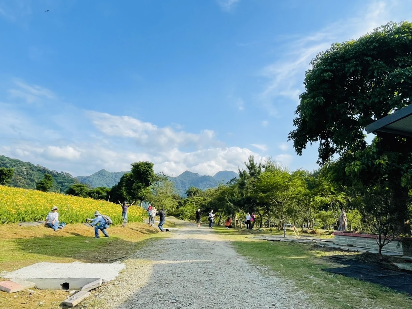 田野與步道左側有一片黃色花海,不少人在賞花拍照,遠方是青山和藍天
