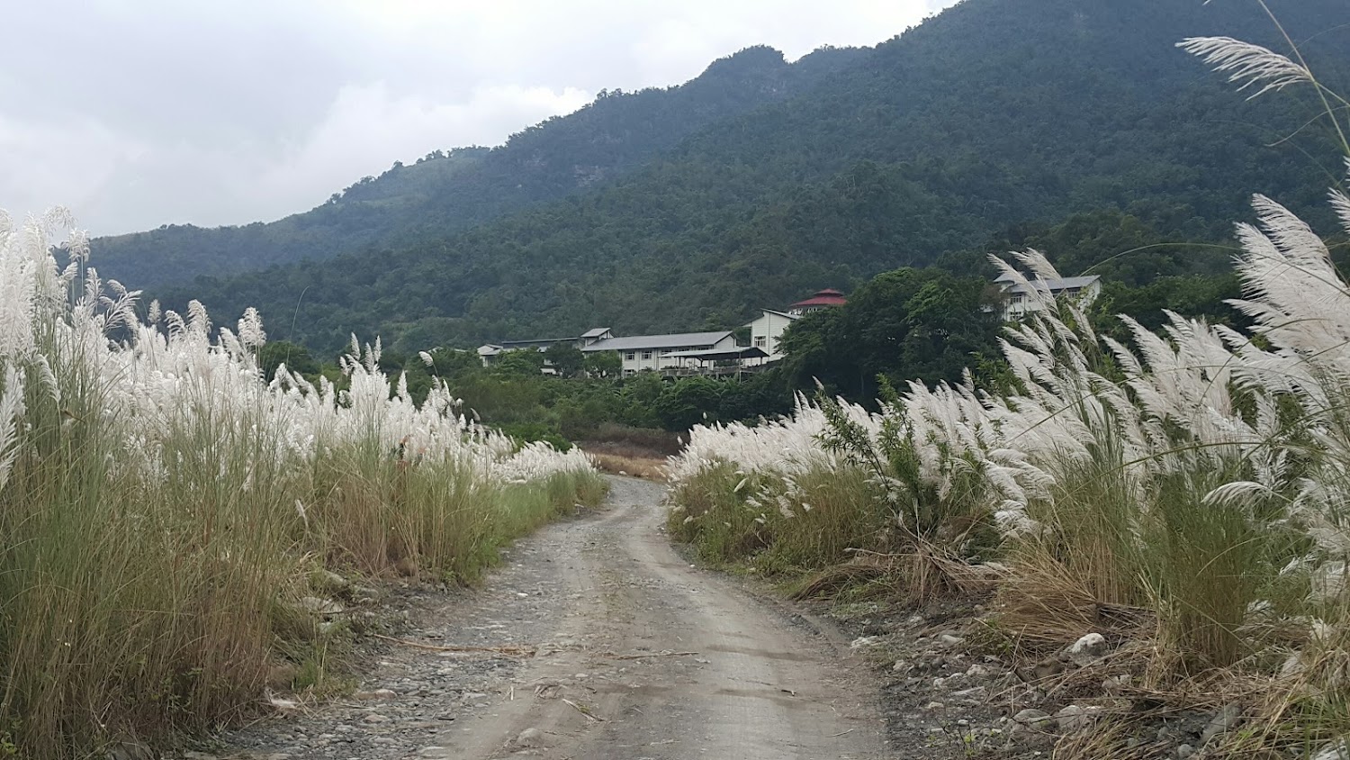 英仕山莊周邊芒草小路景觀