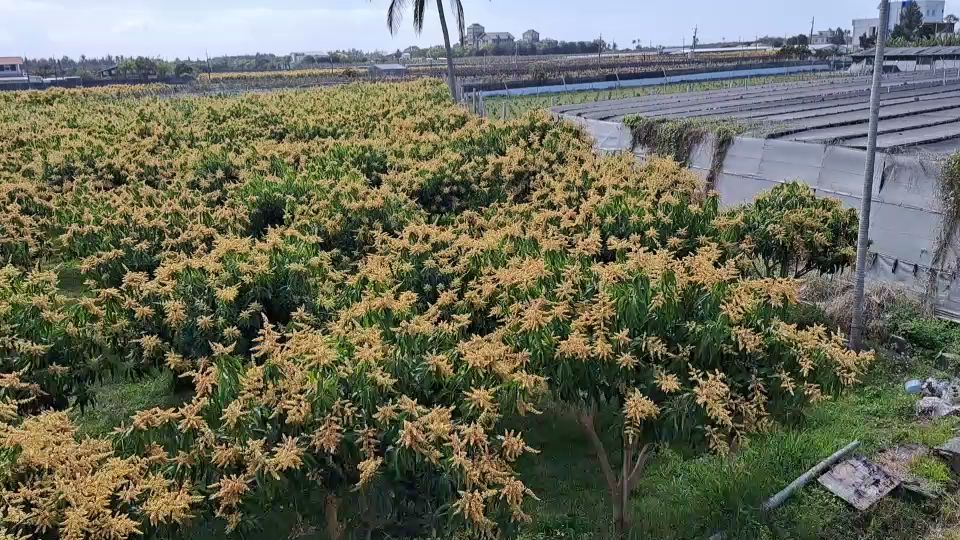 大片開著黃花的果園景色