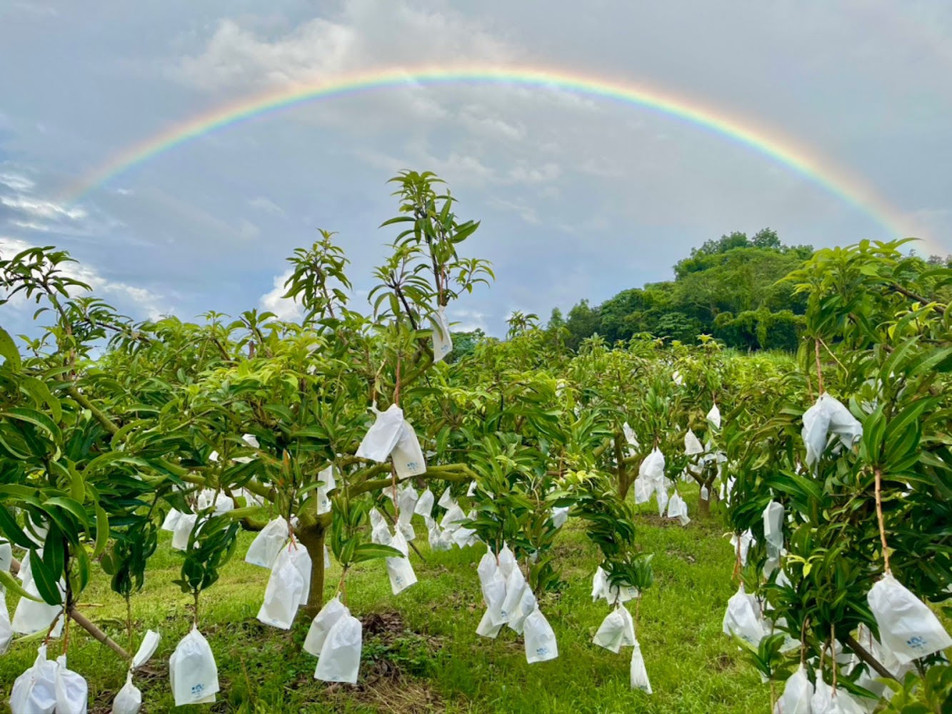 果園中套袋果實與山景和彩虹
