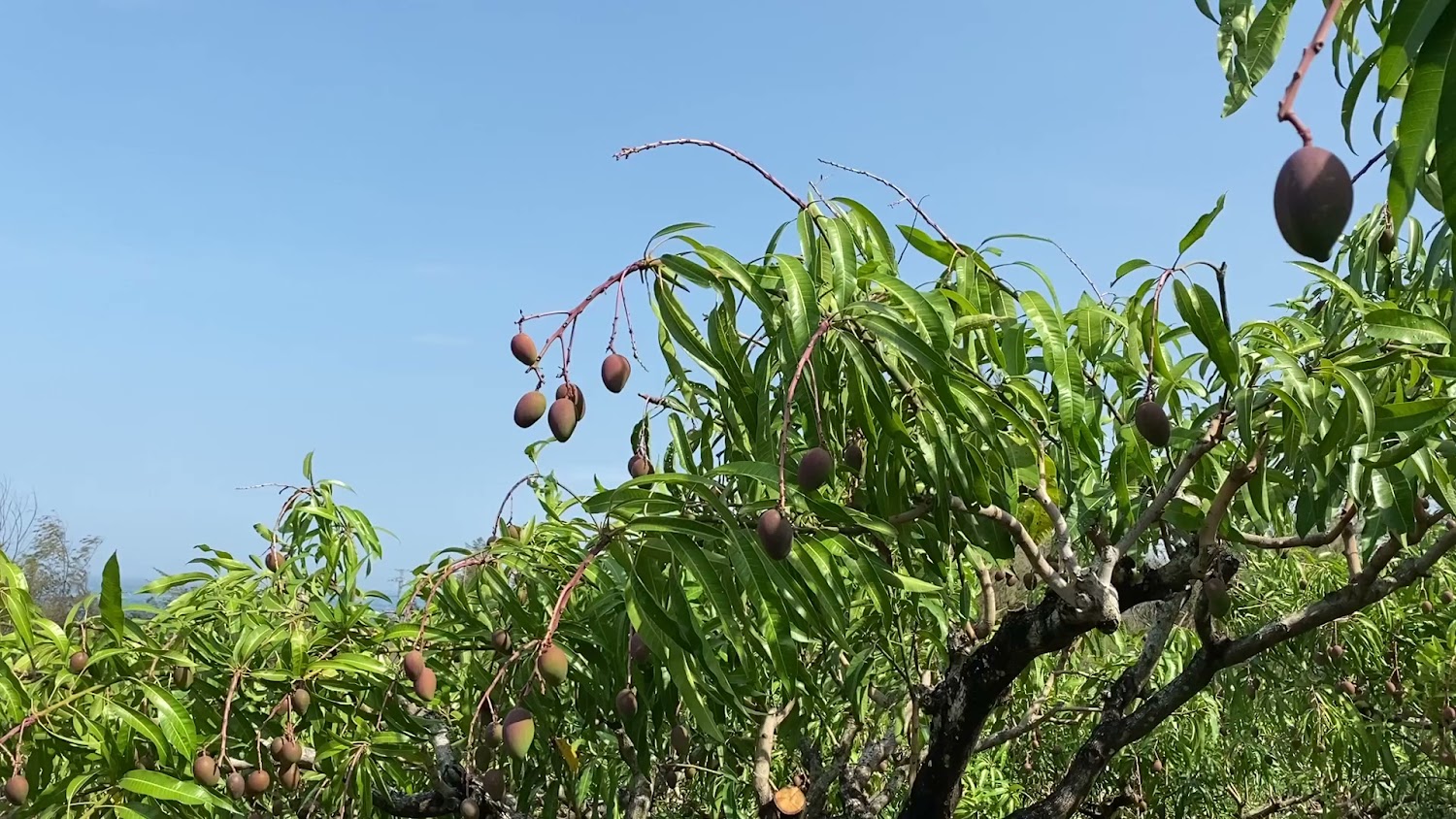 看海的芒果果樹掛果