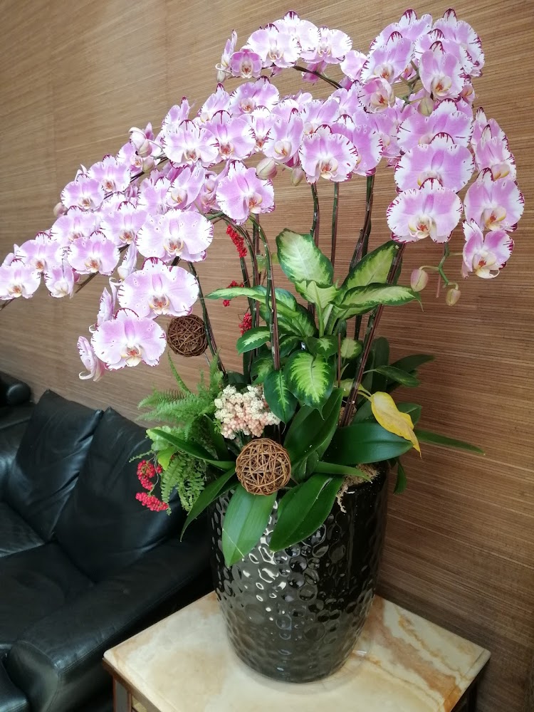 山樂溫泉蝴蝶蘭擺飾