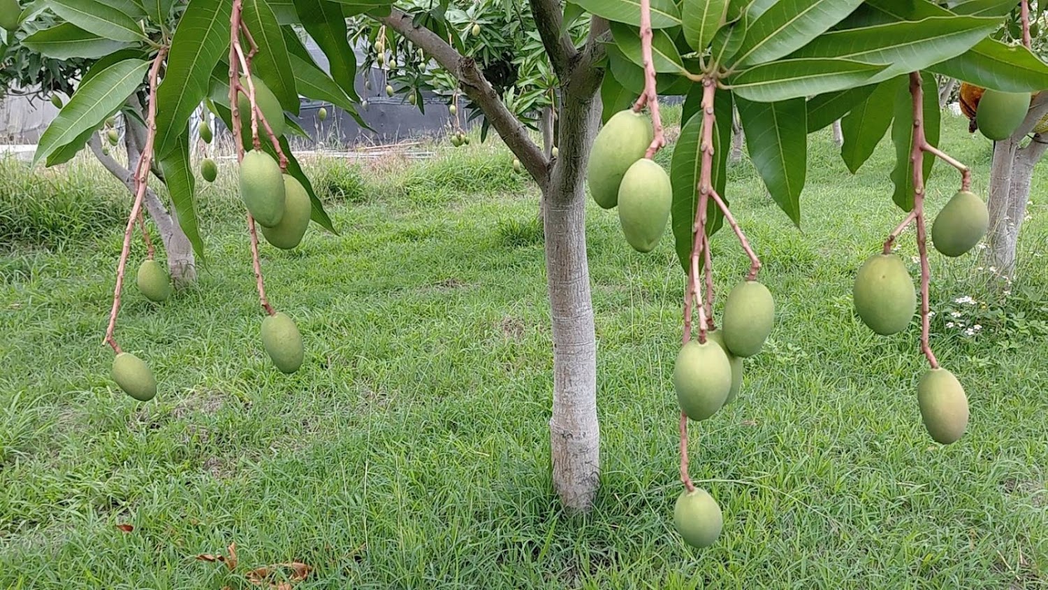 結滿綠色芒果的果樹與草地景觀