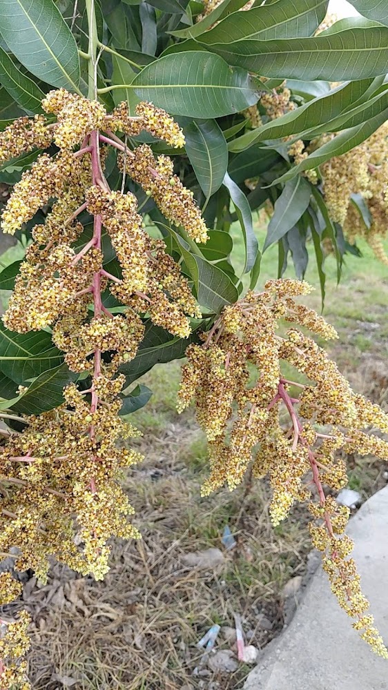 芒果樹花序特寫與綠意背景