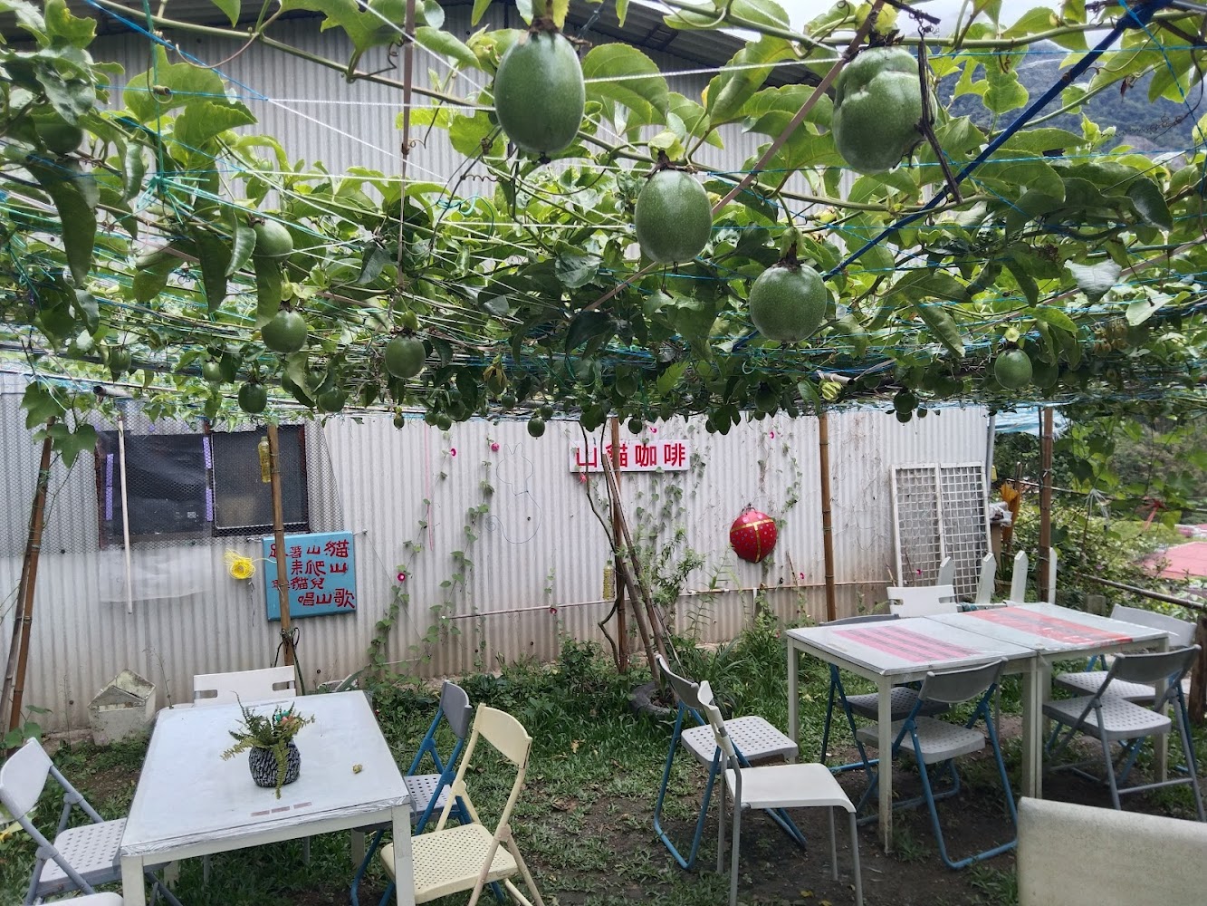 百香果藤下的戶外咖啡座