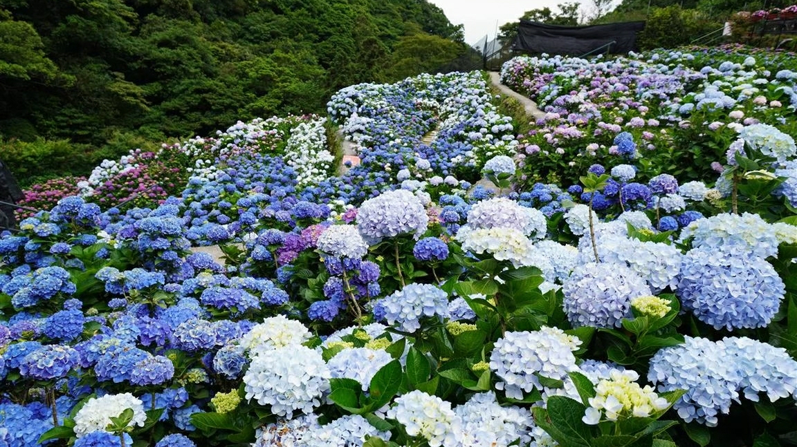 大梯田花卉生態農園大片繡球花海與山坡步道