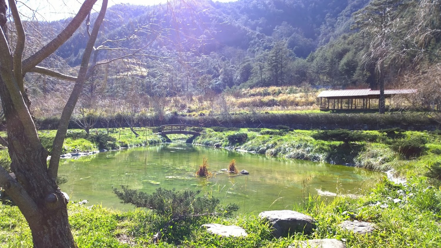 武陵農場露營區池塘與木橋景觀