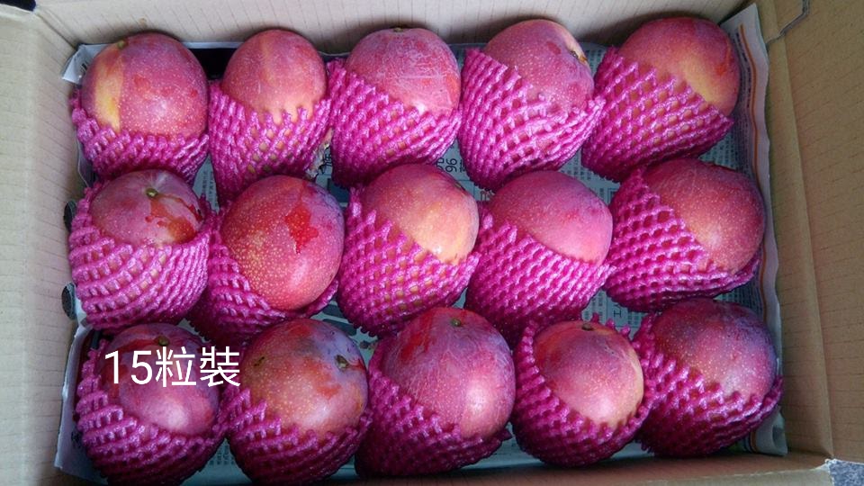 15顆裝芒果禮盒整齊排列