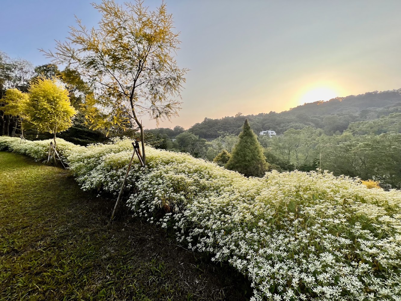 小路露營區夕陽與花景