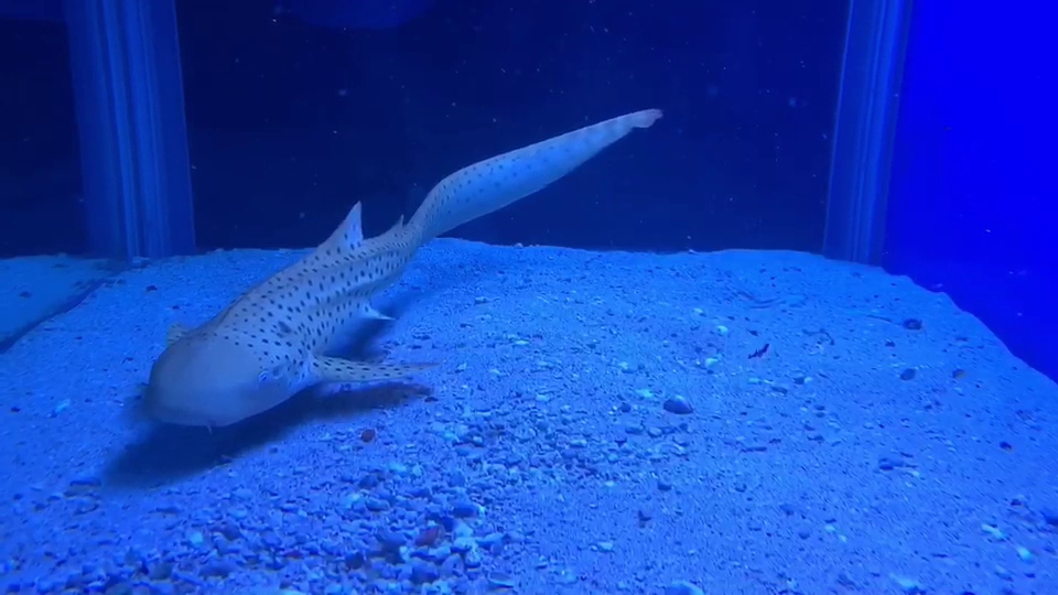 水族箱中的斑點鯊魚