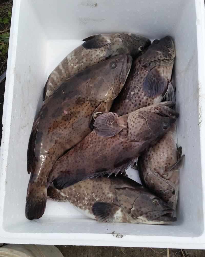 宜蘭天然海水養殖石斑魚新鮮漁獲