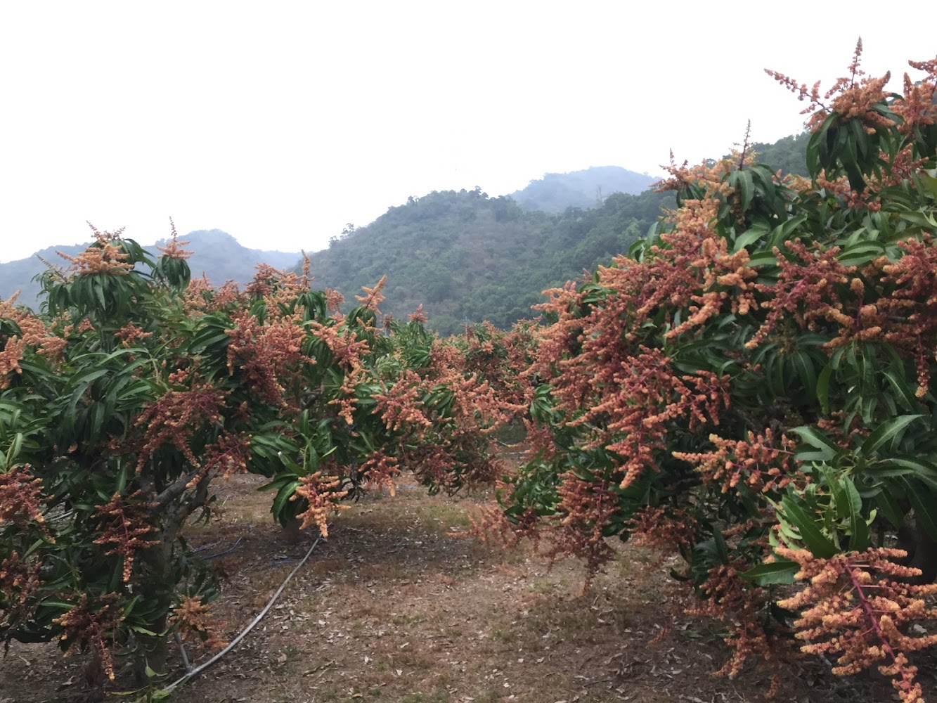 綠世界果園開花景象