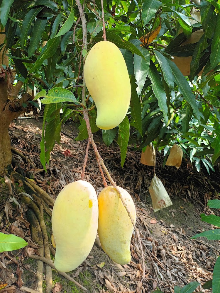 樹上結滿青黃色成熟中的芒果