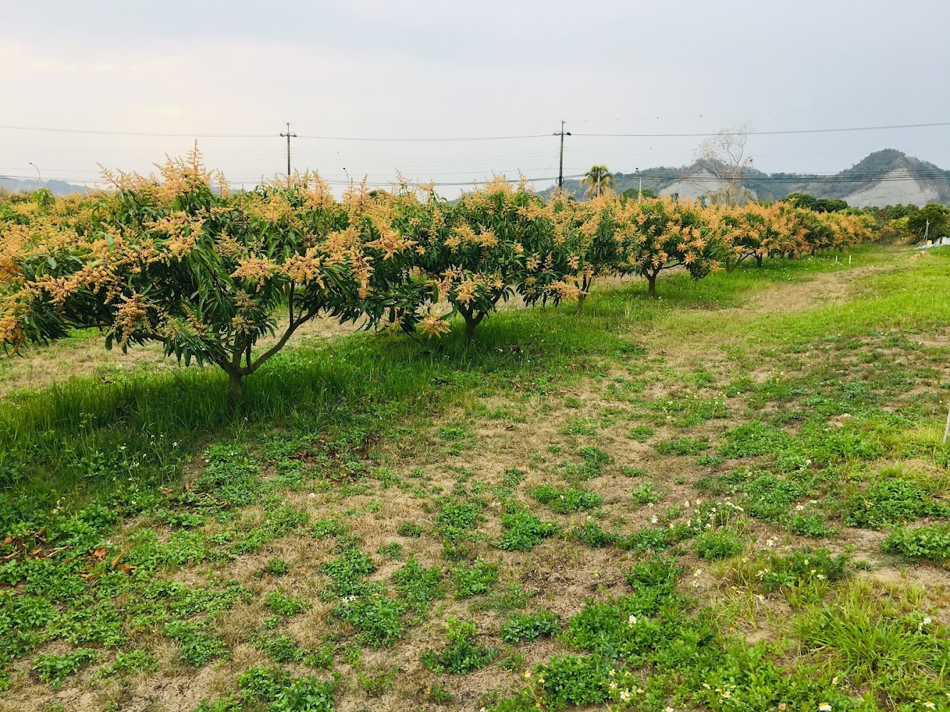 鄭家蓮霧和芒果果園景觀