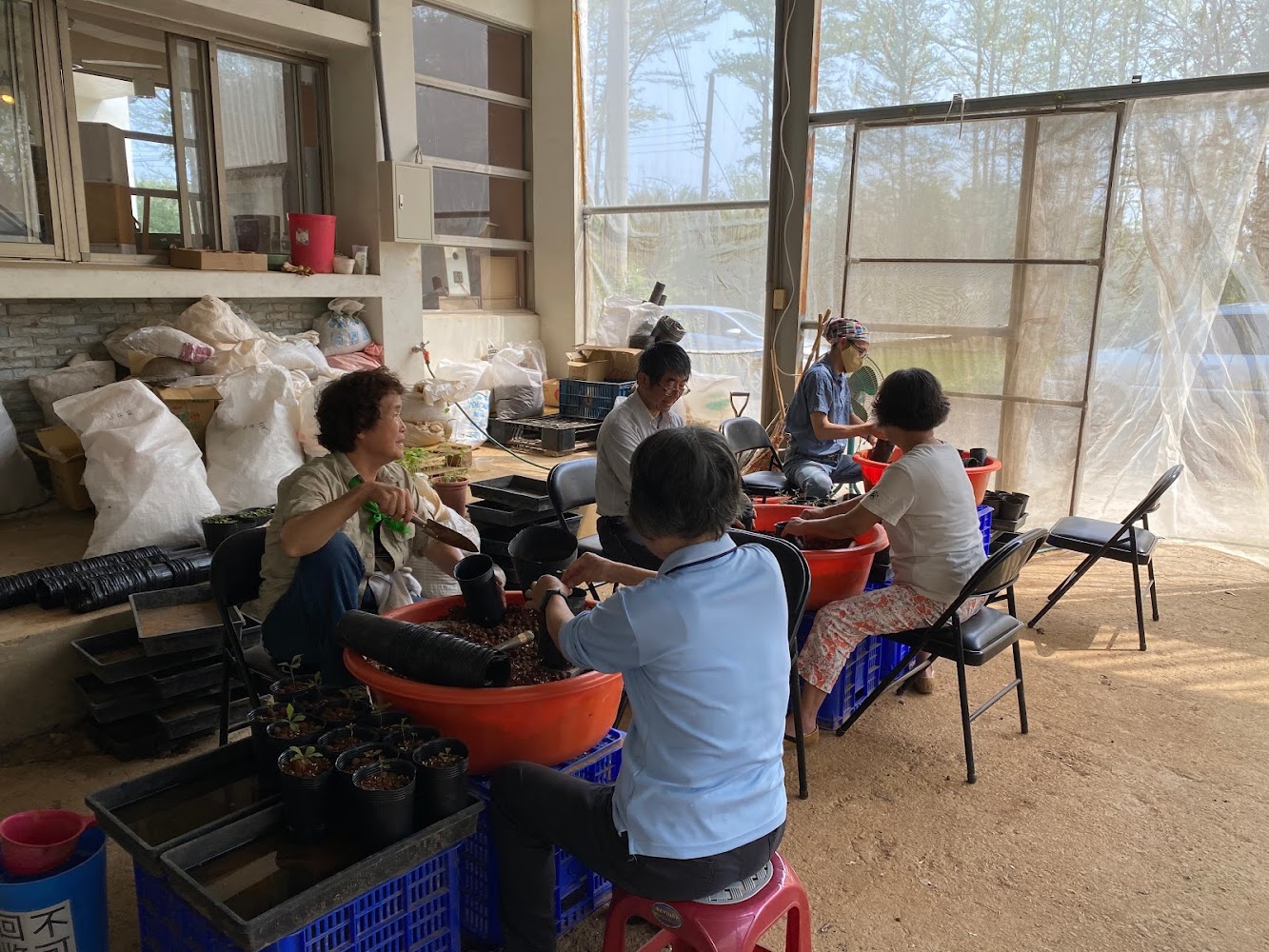 溫室內分工裝土進行育苗作業