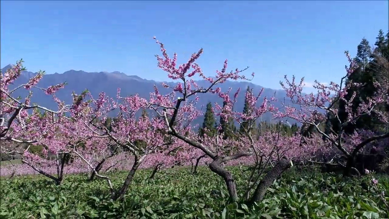 福壽山農場櫻花盛開與藍天山景