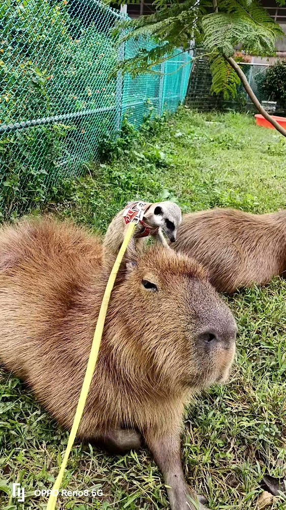 水豚趴在草地上，背上坐著狐獴