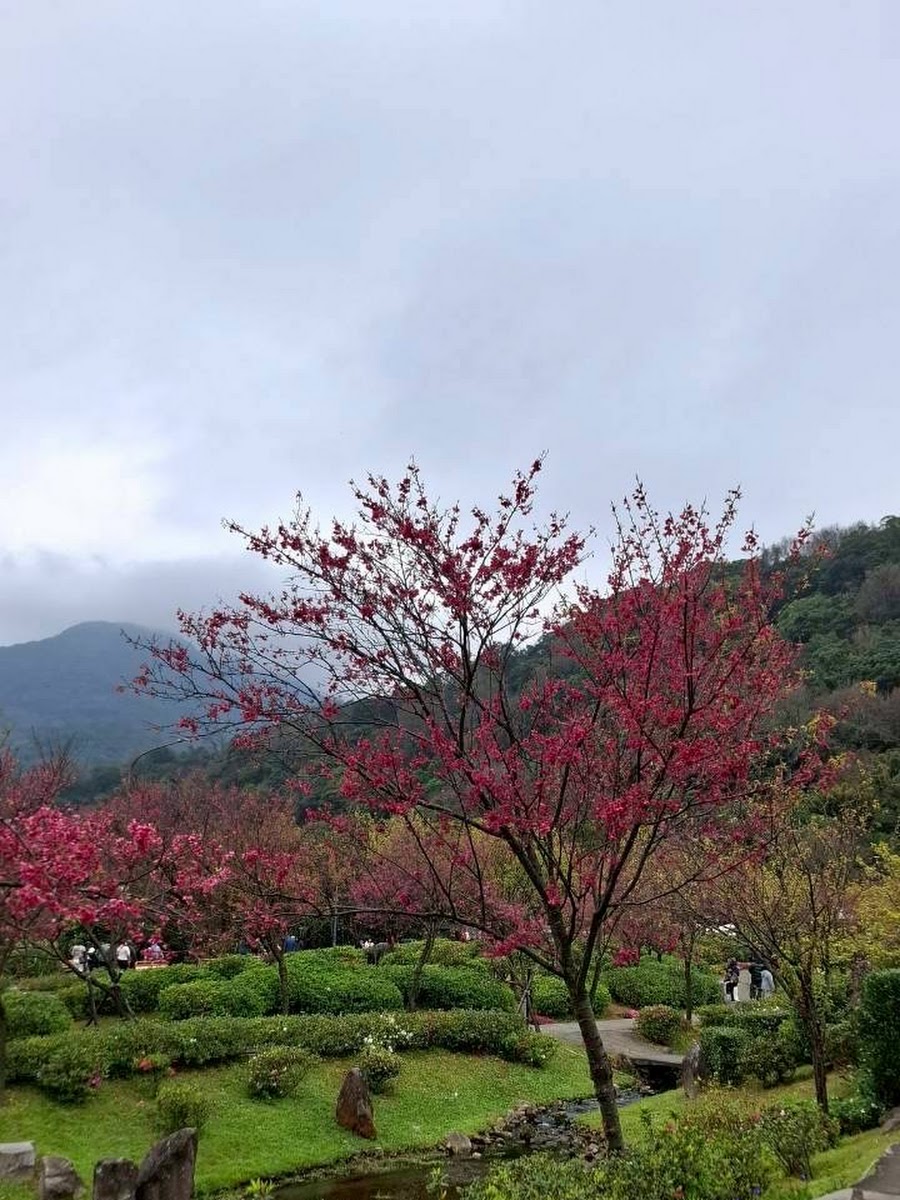 陽明山山櫻花步道，粉紅色花樹林立，遠山山頂隱約可見