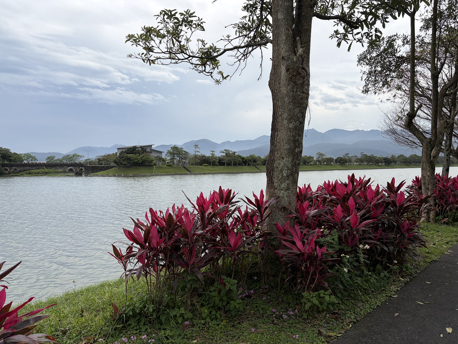 冬山河親水公園河岸步道 紅色熱帶植物 遠山背景