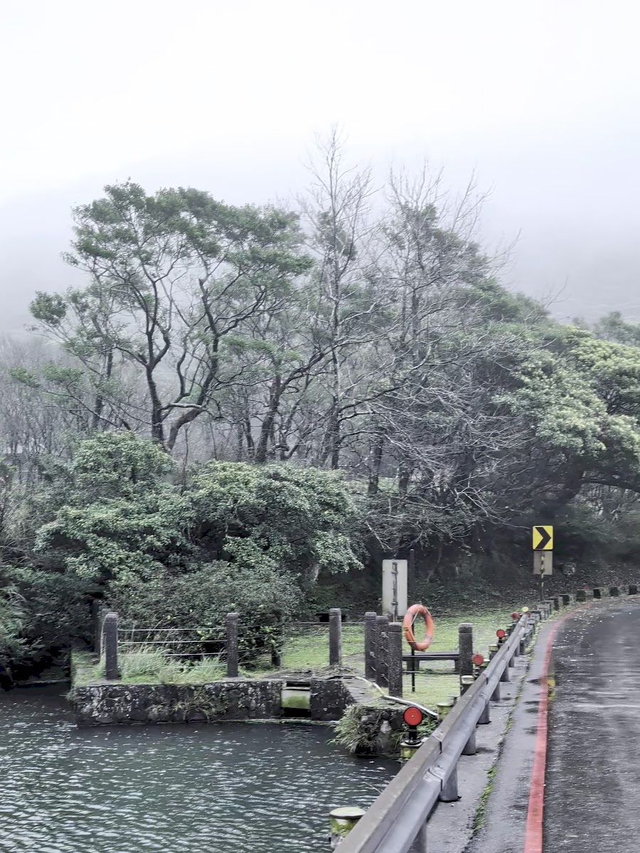 陽明山大屯山雲霧繚繞的山路，濕潤的生態環境是猴群理想棲地