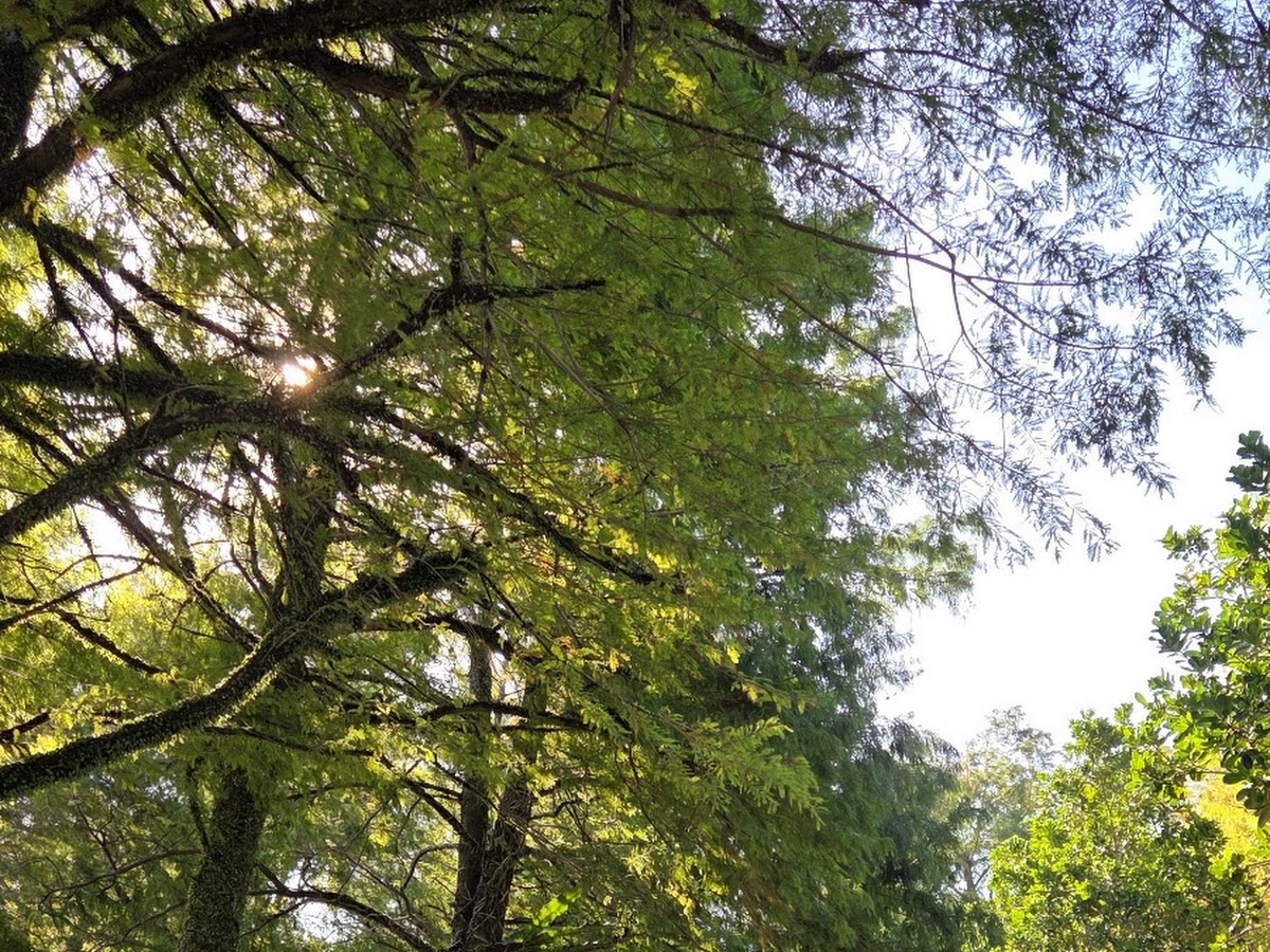 冬山河親水公園木麻黃樹林 陽光透射