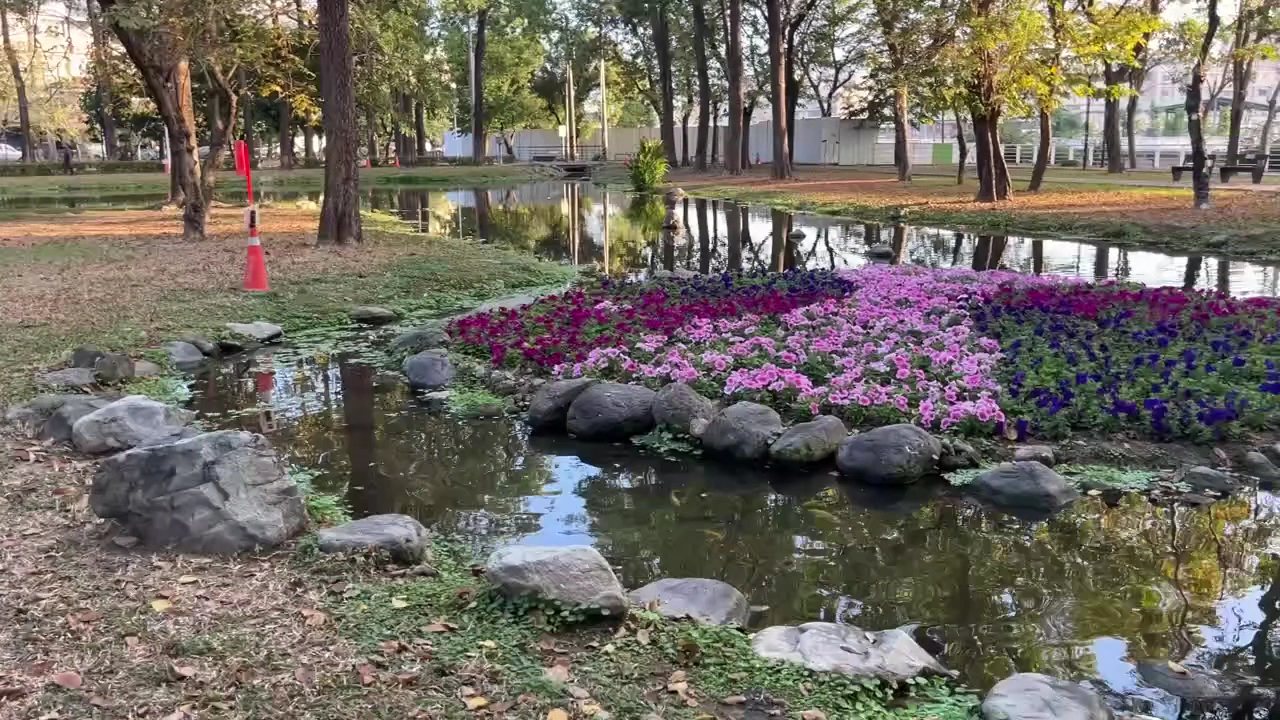 忘憂森林大東濕地公園水池粉紫花朵