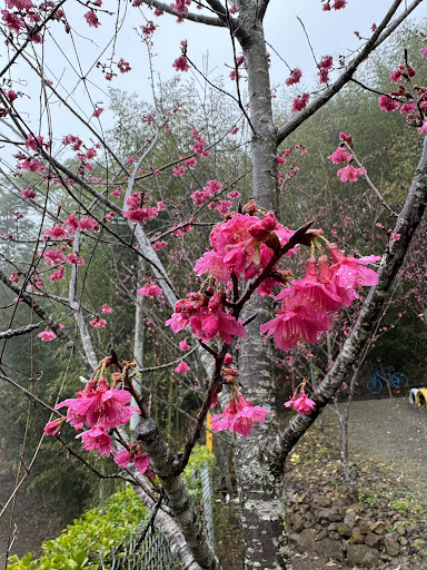 久美瑪夏兒露營區小而美環境