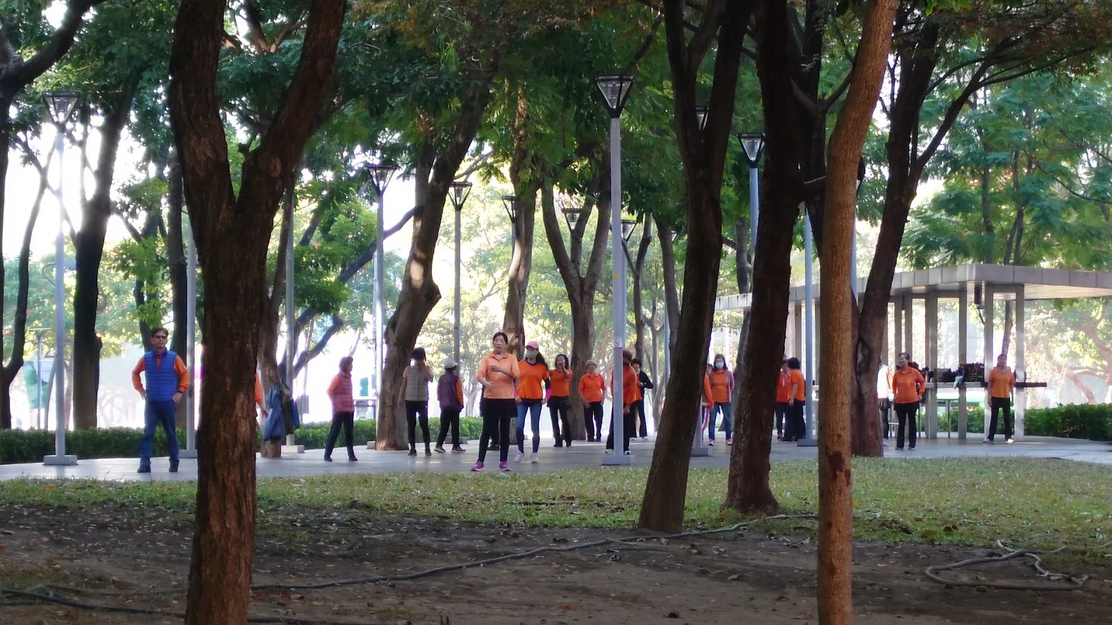 台中草悟道晨間散步，民眾穿著橘色運動服在樹蔭下活動
