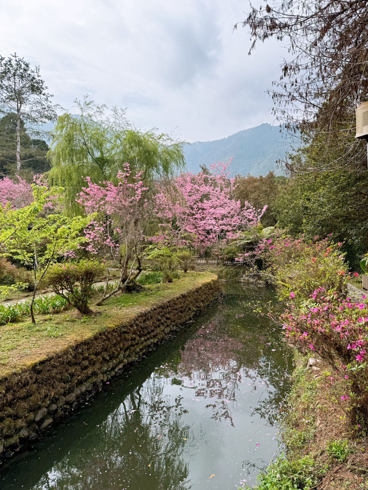 溪頭溪流旁粉紅色櫻花盛開，倒映翠綠流水，遠山相映