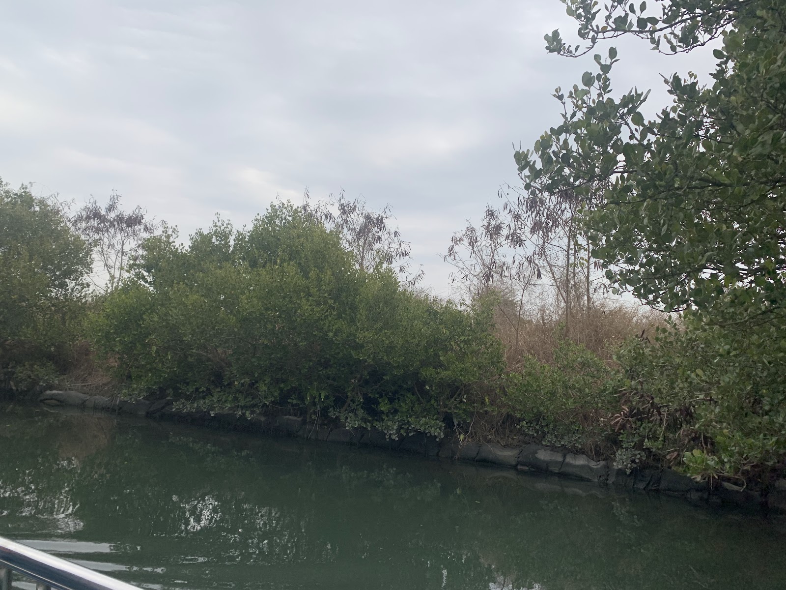 四草綠色隧道 從竹筏上看兩岸紅樹林 台南濕地