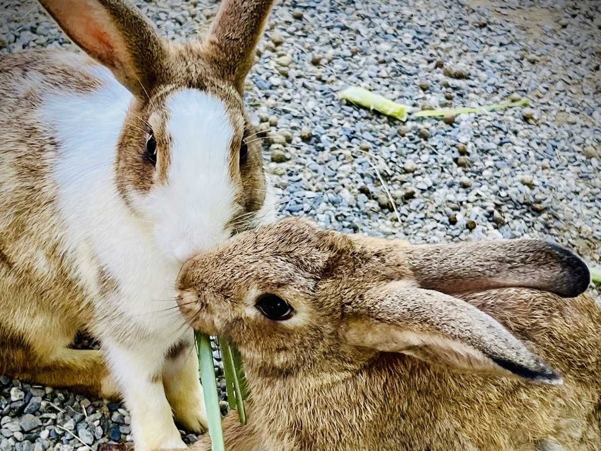 初鹿牧場可愛兔子近距離餵食