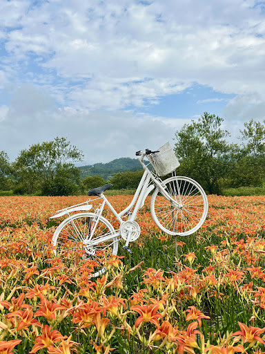 日月潭金針花園區的金針花與紫色馬鞭草花景
