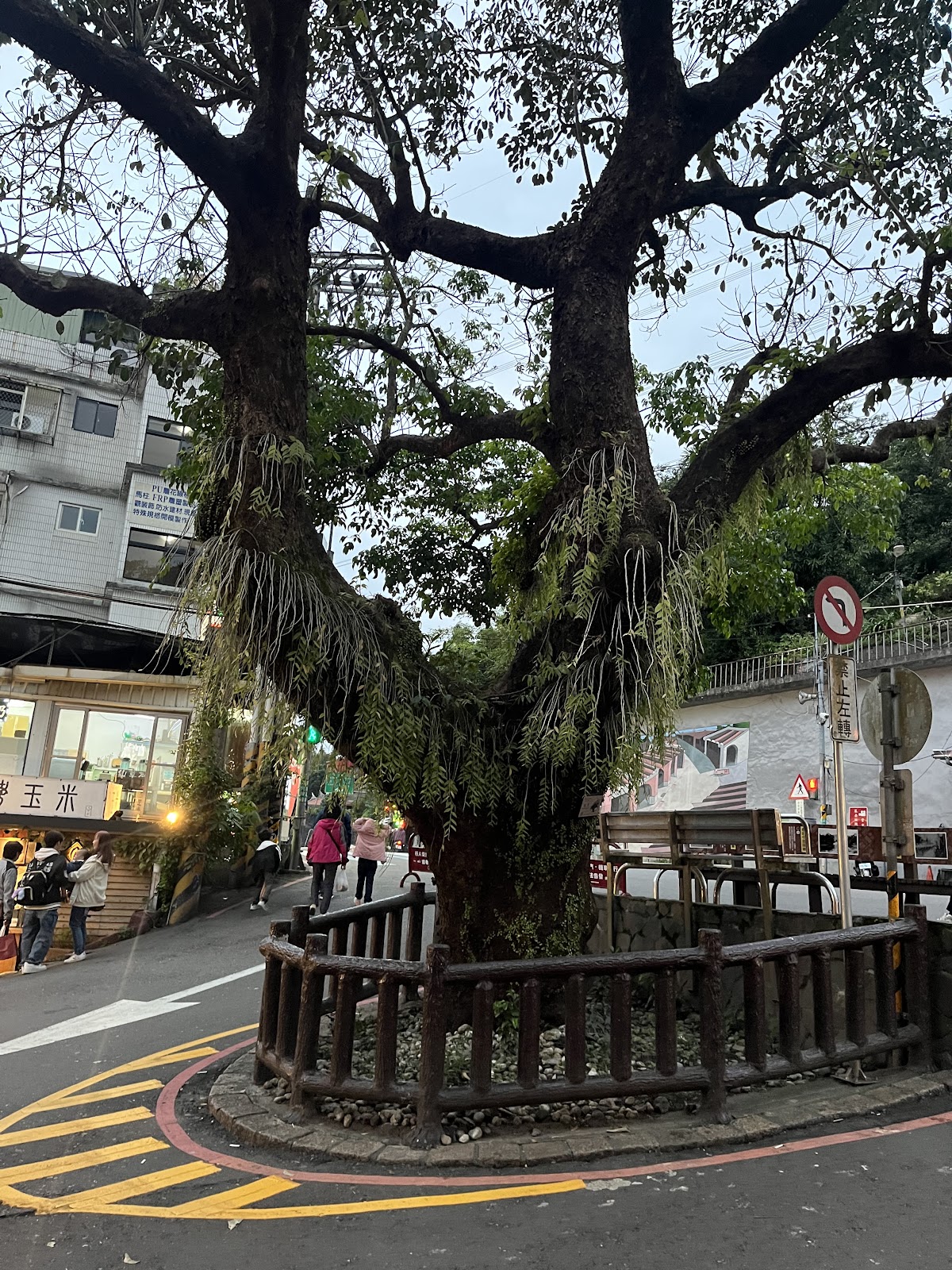 深坑老街路口百年大榕樹近景，氣根垂墜木欄圍繞