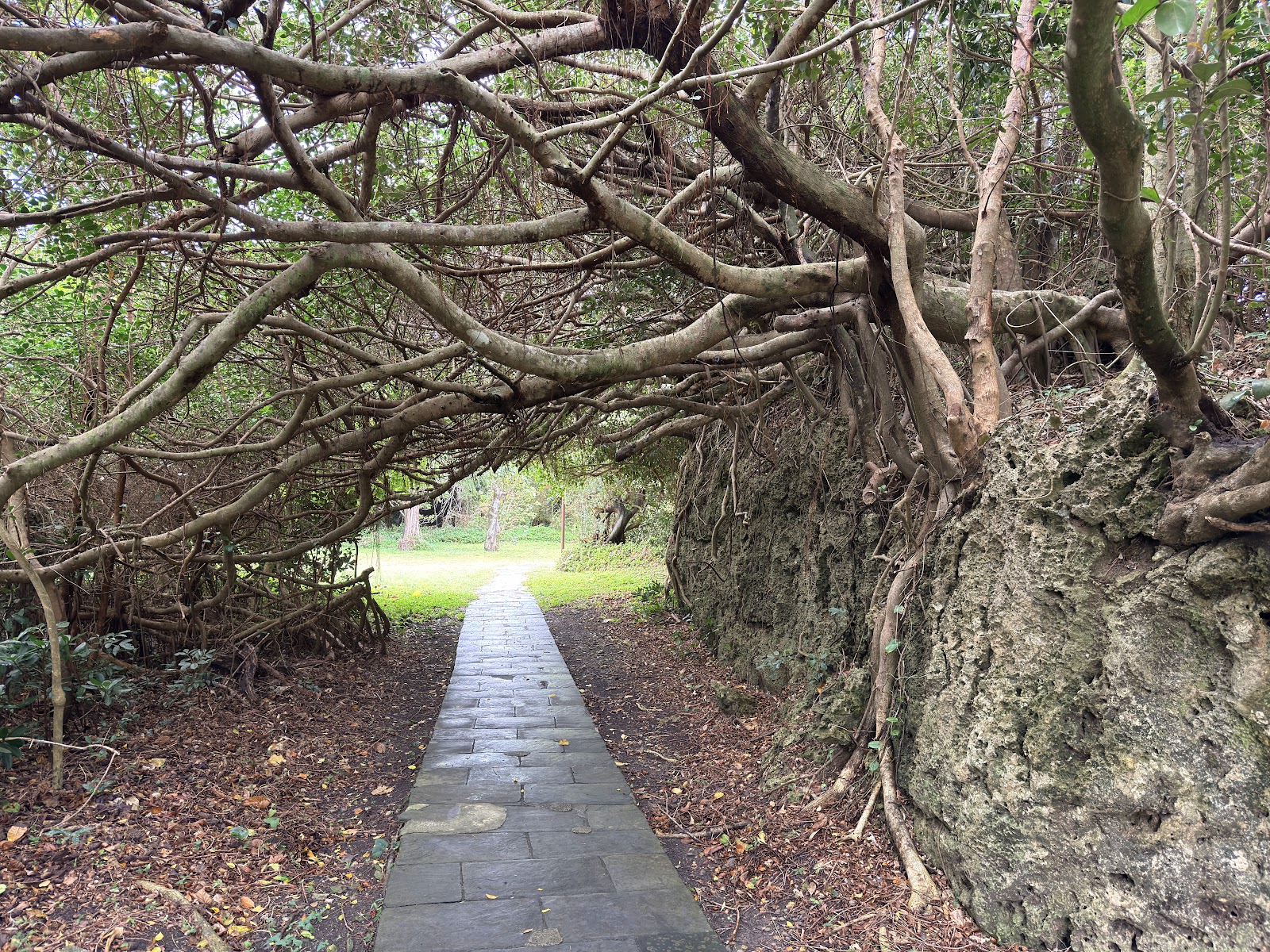 鵝鑾鼻燈塔園區步道，老樹枝椏形成天然拱門隧道