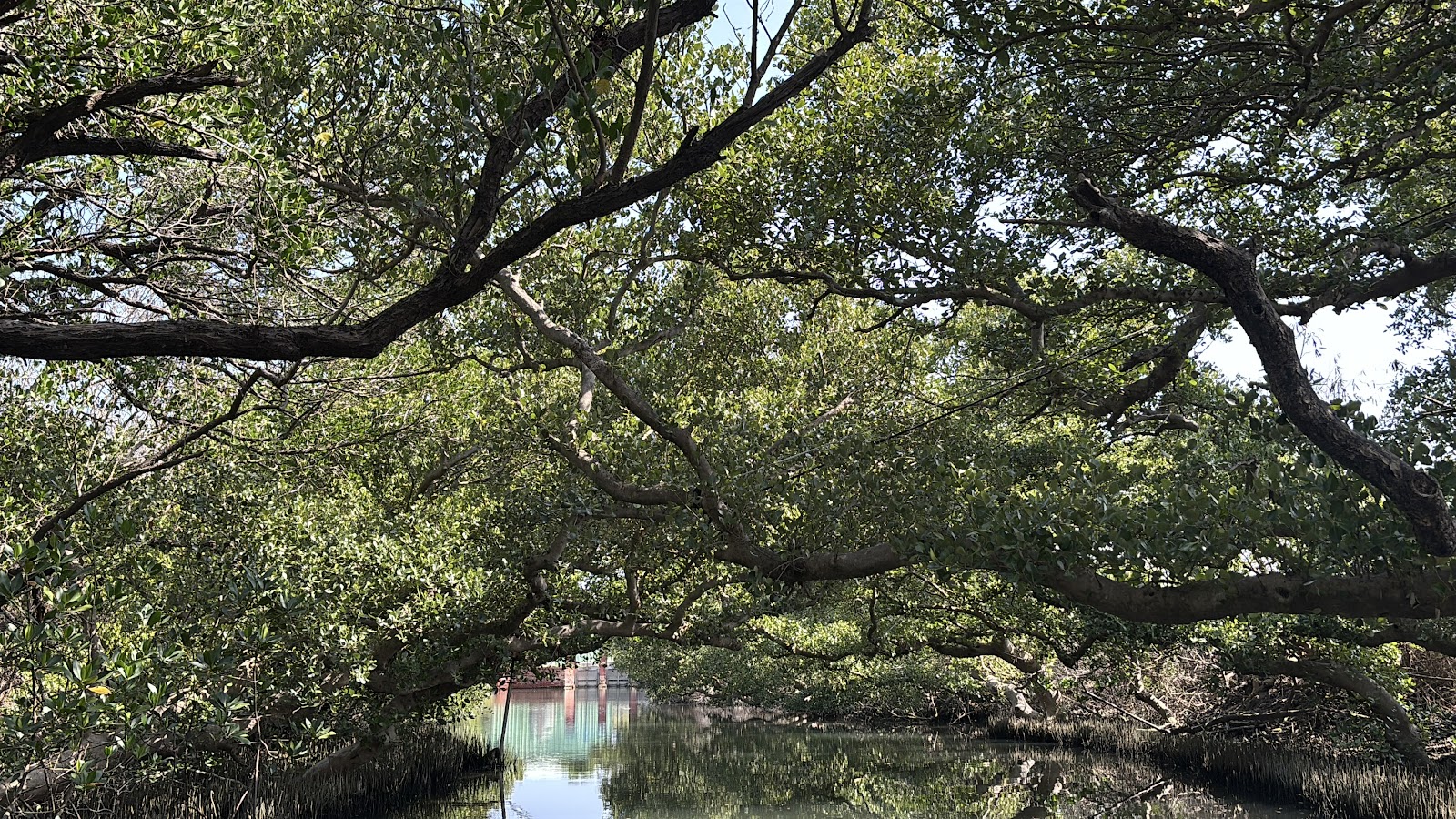 四草綠色隧道紅樹林樹冠形成天然拱廊，台南私房景點