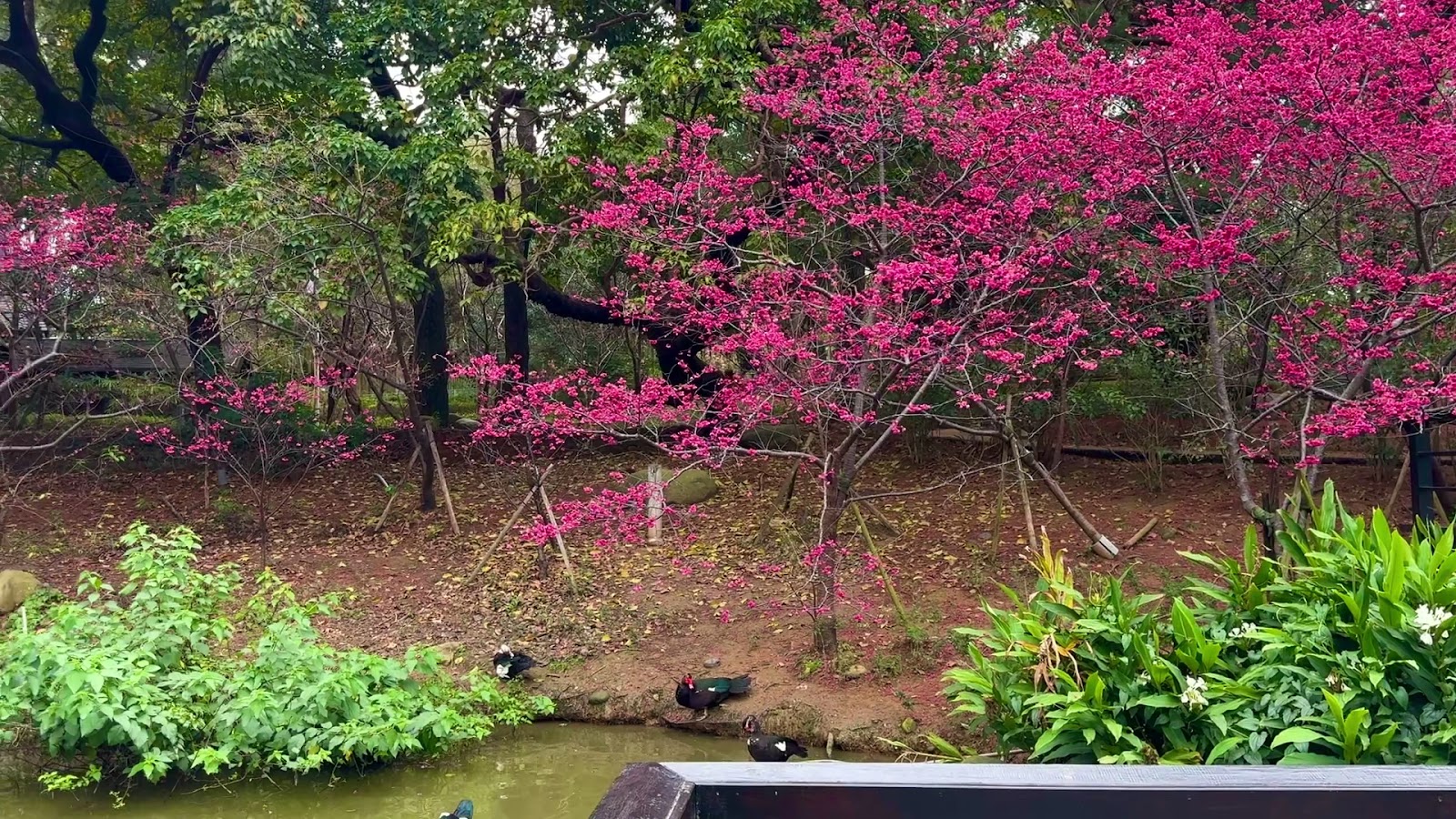 新竹公園春日寒緋櫻湖畔美景賞花散步