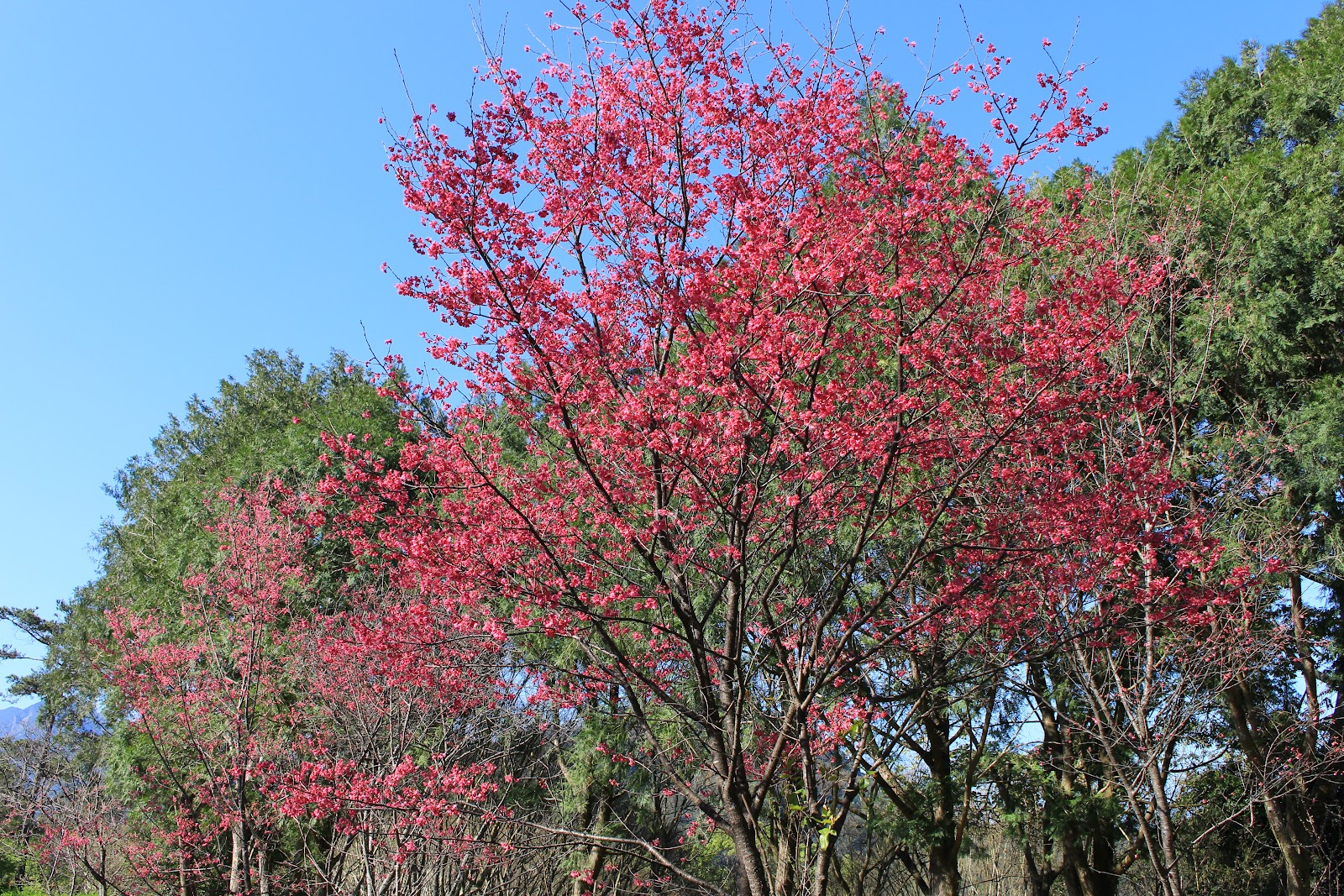 角板山公園遠望見者