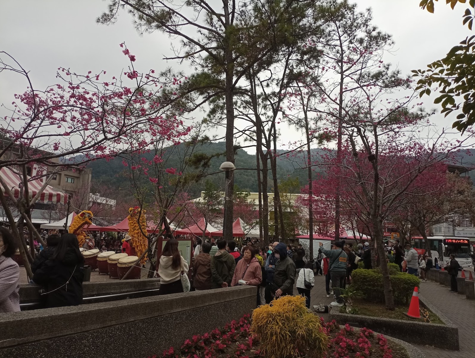 南庄老街廣場吉野櫻花季，粉紅花海，舞獅擊鼓，市集