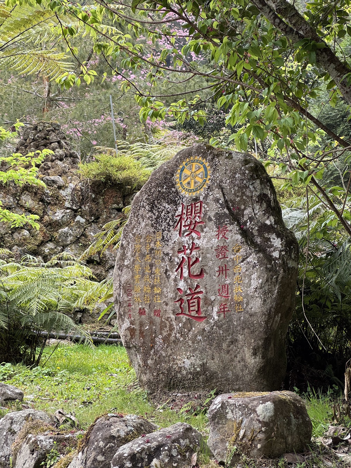 溪頭櫻花道石碑近照，背景蕨類植物與粉紅色櫻花樹