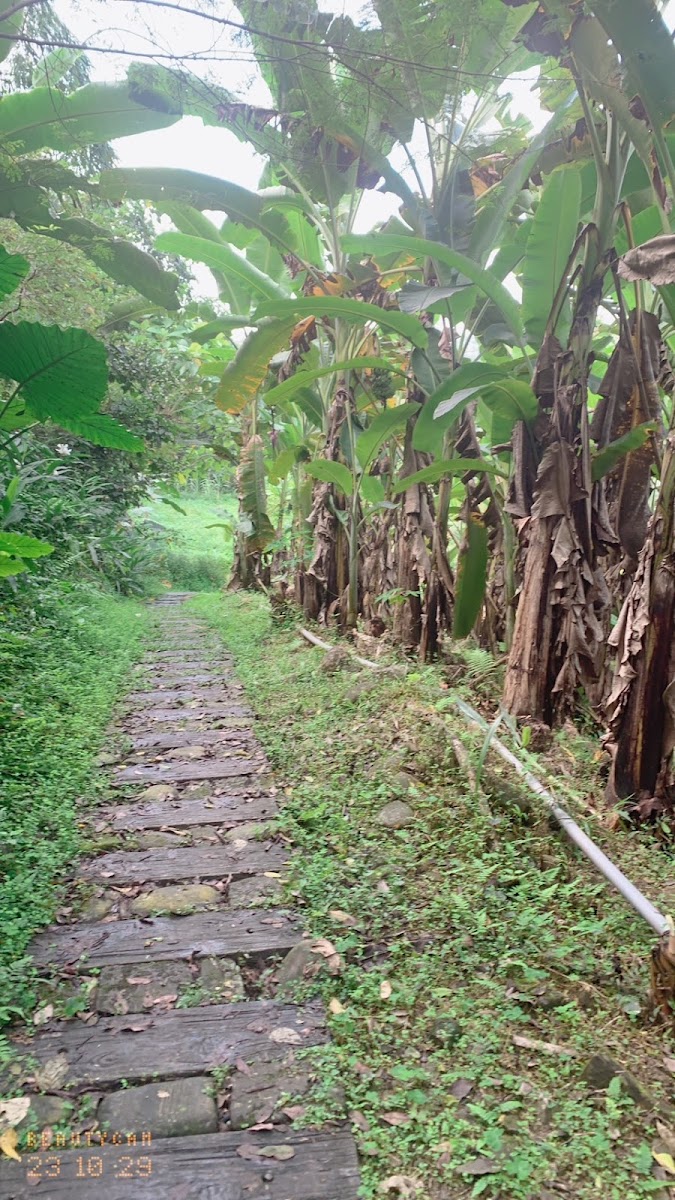 屯阿巴娜步道石板小徑，兩旁高聳芭蕉葉形成天然綠色走廊
