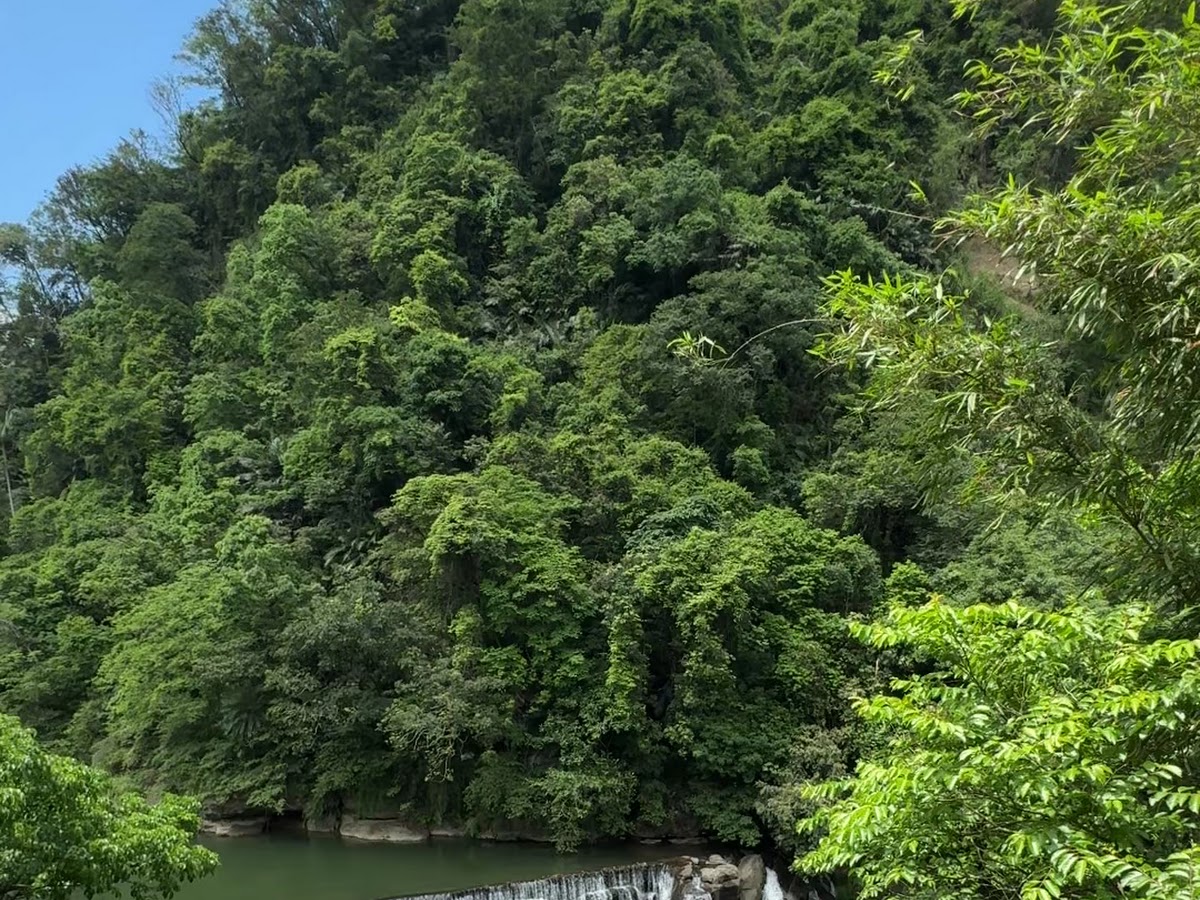 十分瀑布觀景台遠眺，翠綠山壁中白色水幕傾瀉而下