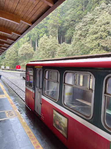 阿里山國家森林遊樂區森林步道景觀