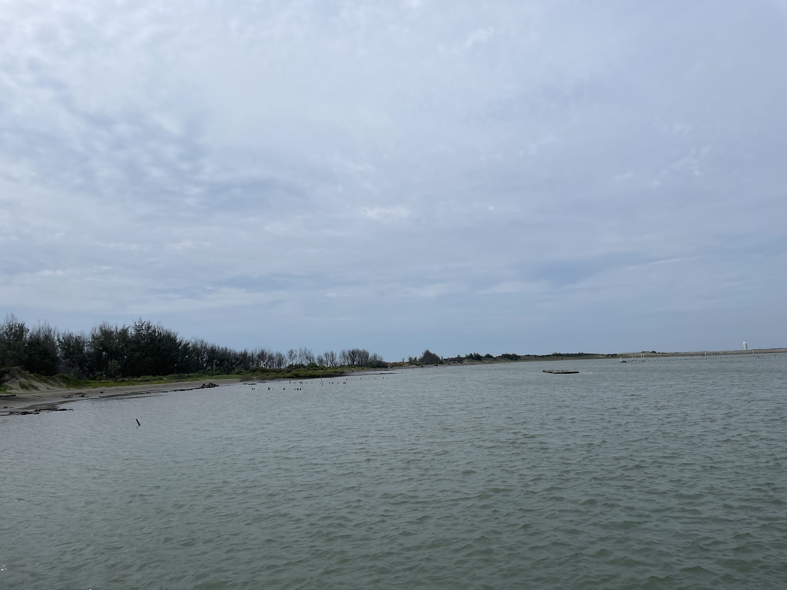 七股潟湖沙洲岸線低矮防風林木麻黃廣闊水域